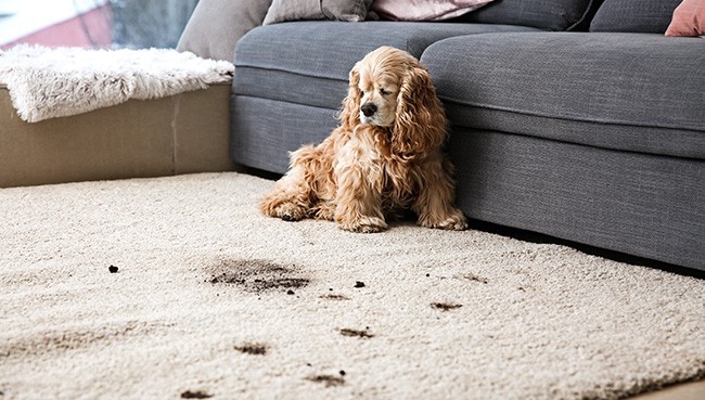 Funny dog and its dirty trails on carpet | Western States Flooring