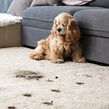 Rug care | Western States Flooring